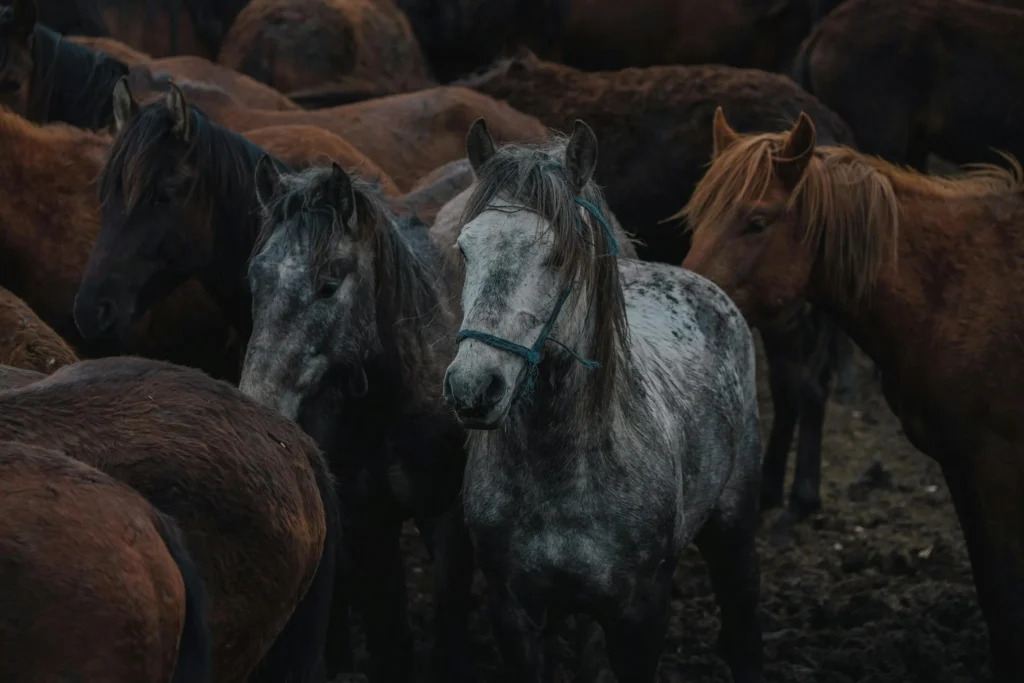 horse color calculator